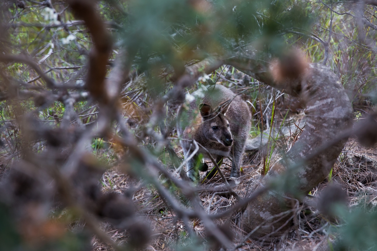Spotted this little guy on the walk down to Wineglass Bay